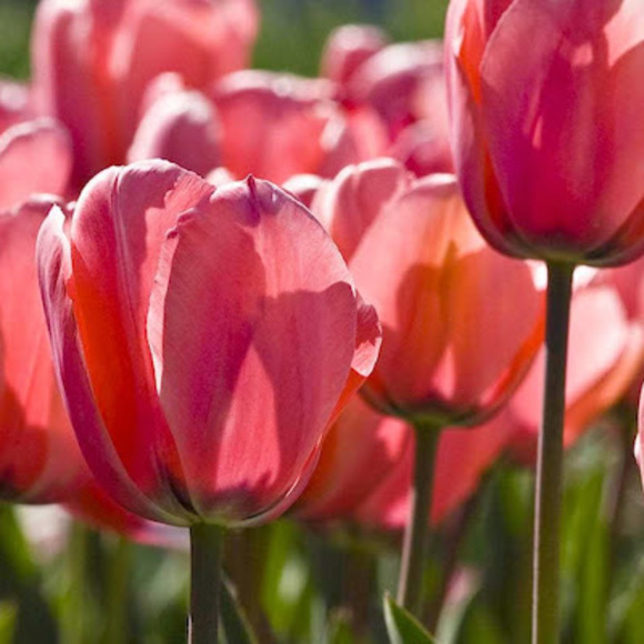 Meet your Posher, Melika - Picture 1 of 1